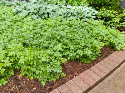 Brick Hardscape Repair